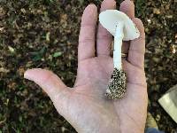 Amanita murrilliana image