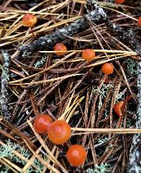 Mycena strobilinoidea image