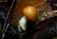 Cuphophyllus pratensis image