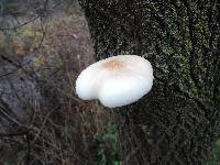 Pleurotus dryinus image