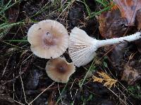 Hygrocybe colemanniana image