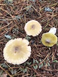 Tricholoma davisiae image