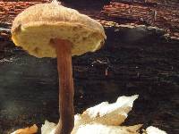 Boletellus chrysenteroides image