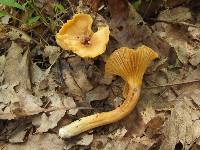 Cantharellus appalachiensis image