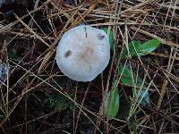 Pholiota lenta image