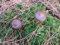 Cortinarius ominosus image