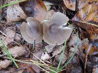 Mycopan scabripes image