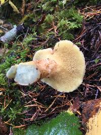 Suillus caerulescens image