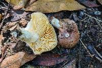 Russula veternosa image