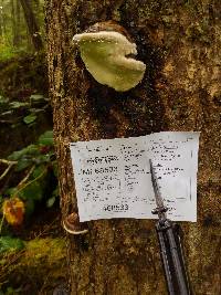 Fomitopsis ochracea image