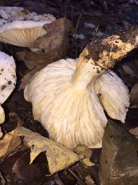 Hygrophorus sordidus image