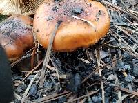 Pholiota brunnescens image