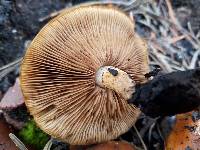 Pholiota brunnescens image