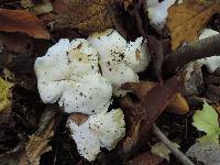 Tricholoma subresplendens image