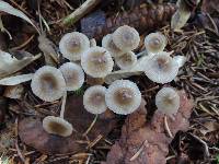 Mycena odorifera image