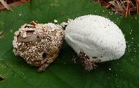 Lycoperdon marginatum image