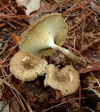 Lentinus crinitus image