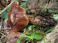 Armillaria nabsnona image