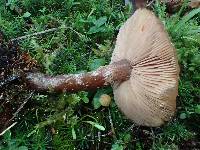 Armillaria nabsnona image