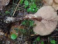 Armillaria nabsnona image