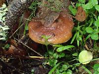 Armillaria nabsnona image