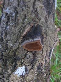 Phellinus tremulae image