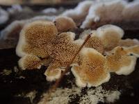 Gloeoporus dichrous image