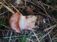 Hygrophorus purpurascens image