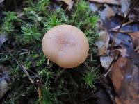 Clitocybe diatreta image