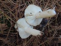 Russula perlactea image