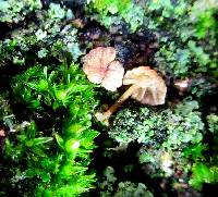 Mycena corticola image