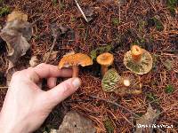 Lactarius rubrilacteus image