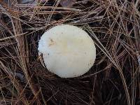 Russula albidula image