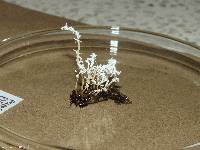 Cordyceps tenuipes image