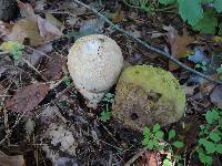 Calvatia bovista image