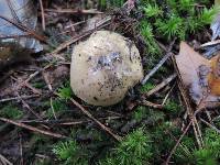 Tricholoma portentosum image