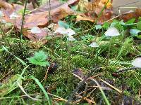 Mycena clavicularis image