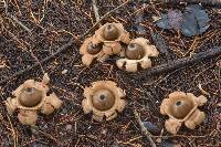 Geastrum triplex image