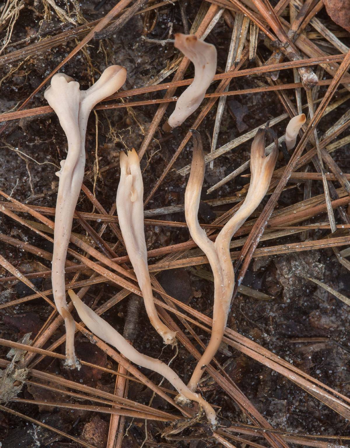 Clavulinopsis umbrinella image