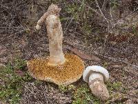 Boletus albisulphureus image