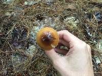 Amanita sect. Vaginatae image