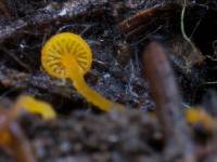 Mycena oregonensis image