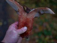 Russula dissimulans image