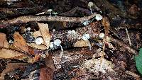 Mycena guzmanii image