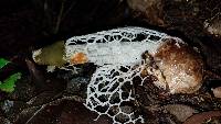 Phallus aureolatus image