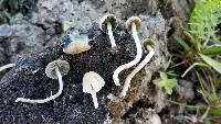 Panaeolus cyanescens image