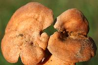 Lactarius peckii image