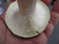 Russula variata image