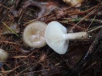 Hygrophorus pustulatus image