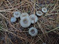 Clitocybe metachroa image